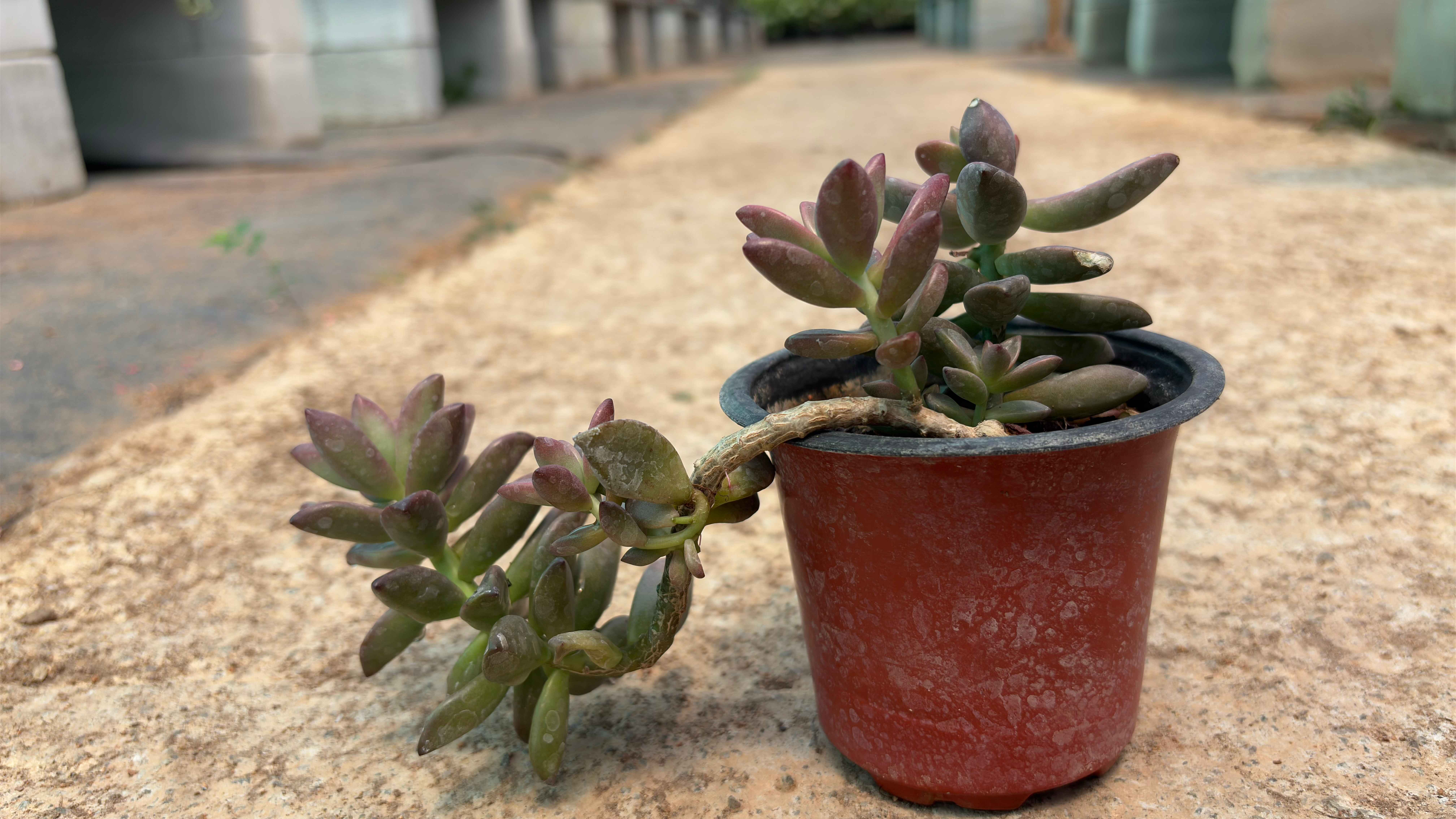 Graptopetalum superbum
